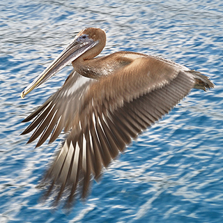 Galapagos - Santa Cruz - Pelican